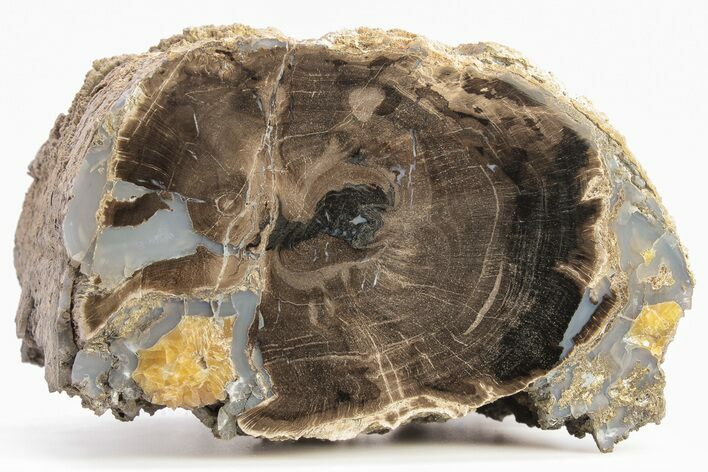 4.8" Long, Petrified Wood (Schinoxylon) Limb - Blue Forest, Wyoming